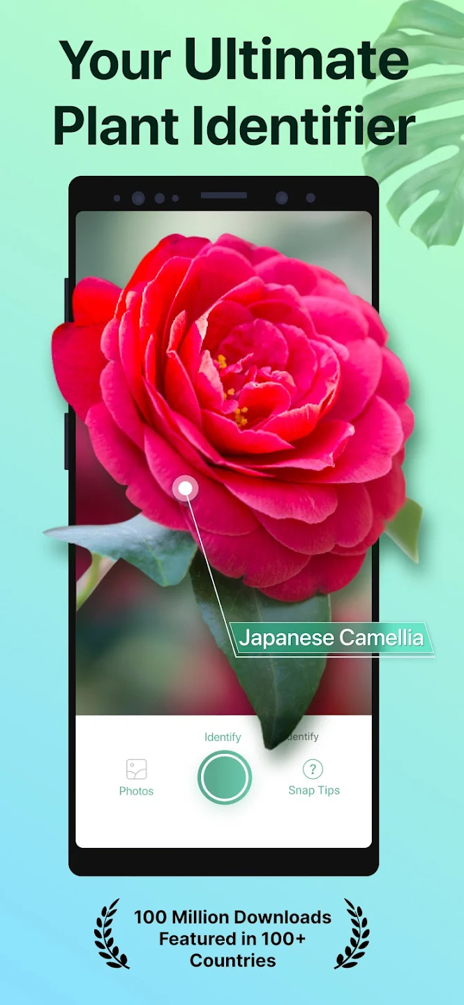 screen